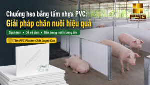 Làm chuồng heo bằng tấm nhựa PVC Plasker